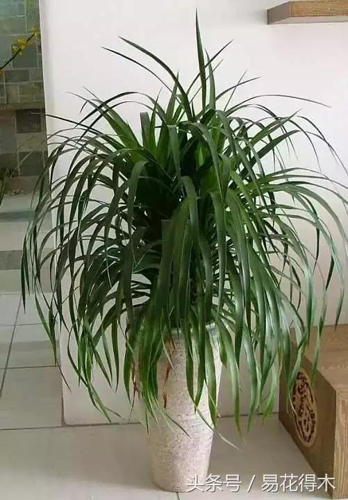 巴西木龙血树的辨识区别和鉴赏,巴西木龙血树能长多大