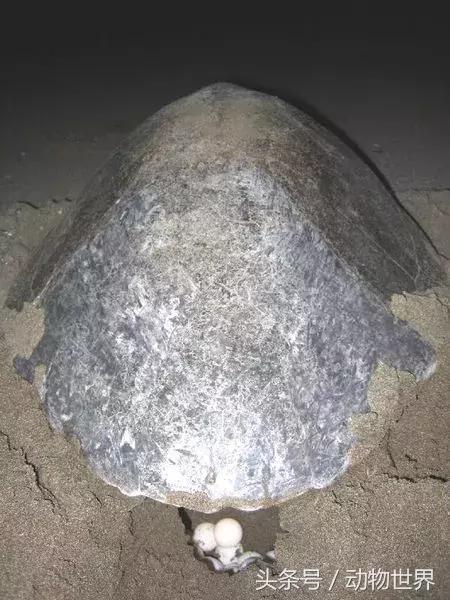 世界海龟日古老的爬行动物,世界海龟日它们奔赴星辰大海