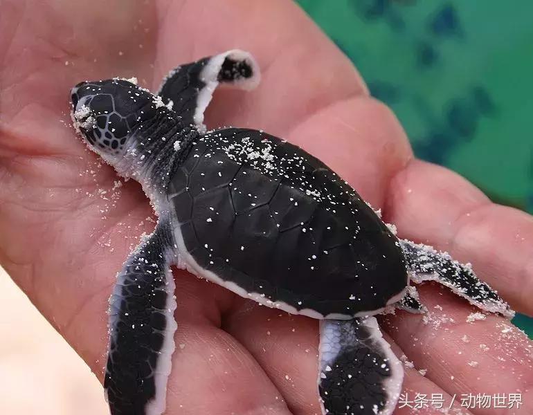 世界海龟日古老的爬行动物,世界海龟日它们奔赴星辰大海