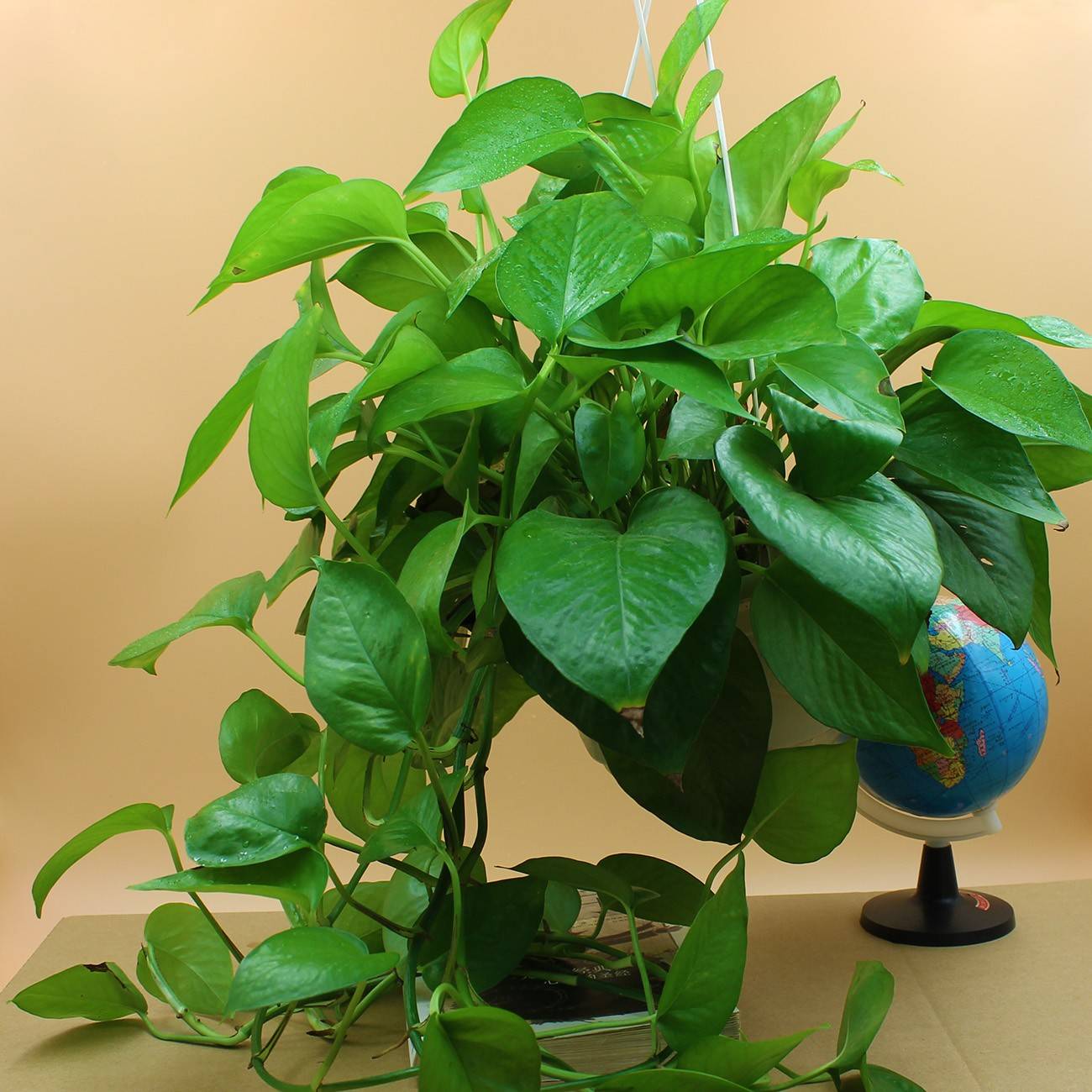 绿萝叶子一半枯萎了怎么处理,绿萝黑叶子怎么处理