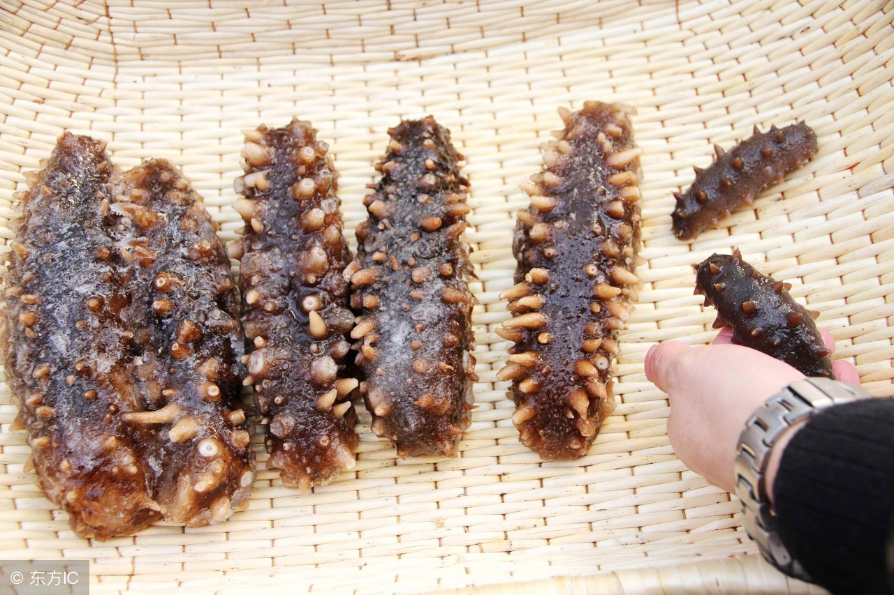 官方正品海参鱼油,保健品海参胶囊靠谱吗