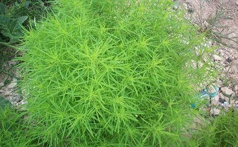 民间野菜吃法大全,野菜好吃又有营养