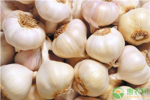 今日大蒜价格多少钱一斤?5月23日全国大蒜价格行情预测