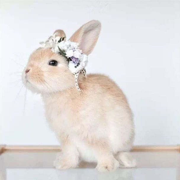 小兔子的微表情文字,小兔子表情怎么弄