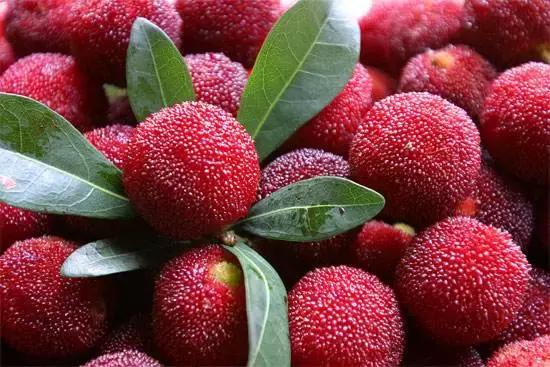 又到一年杨梅季完整视频,又到一年杨梅季