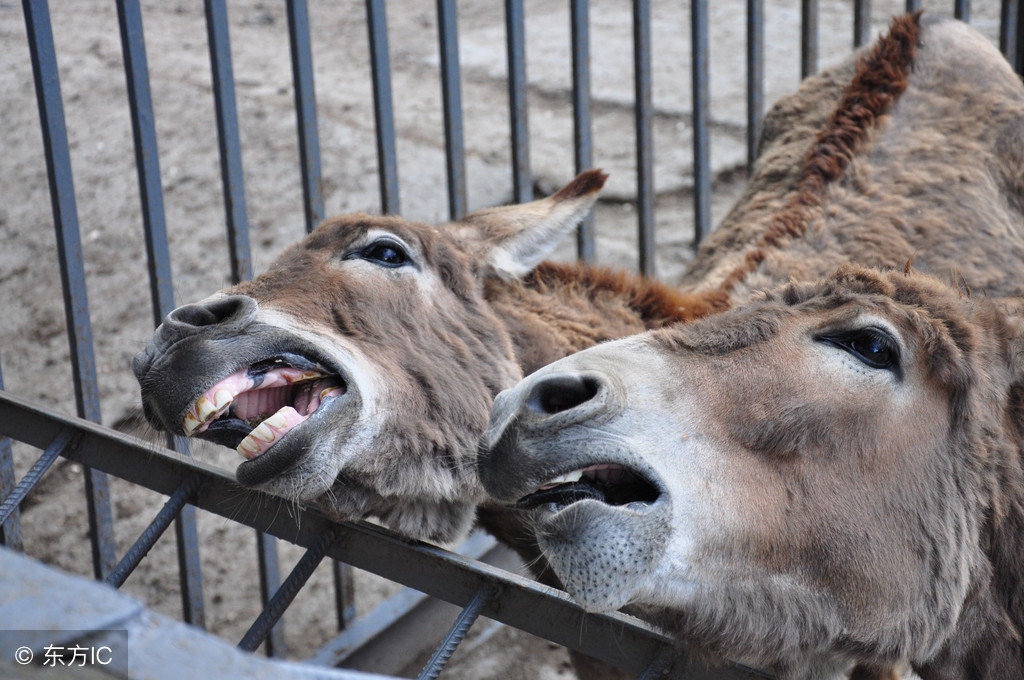 农村四大难听俗语,农村俗语四大香四大臭分别是什么