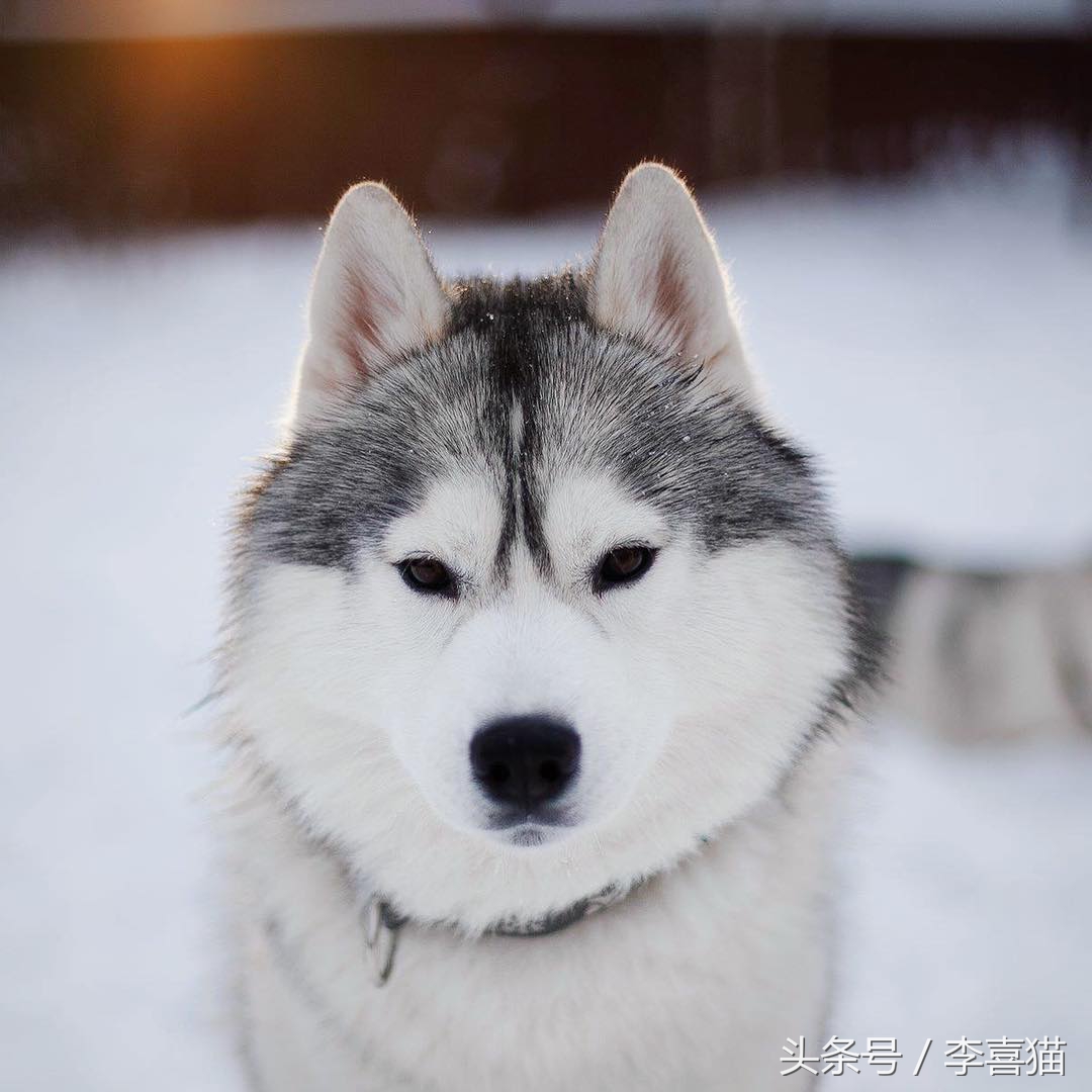 哈士奇中的高颜值存在，这清秀甜美的相貌真的是二哈界的一股清流