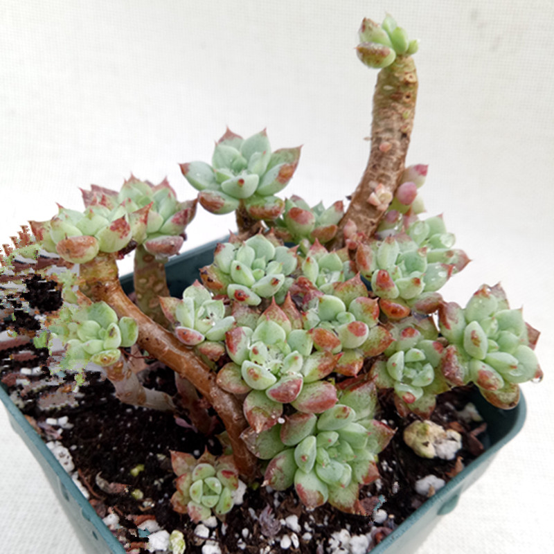 多肉树,多肉树杈