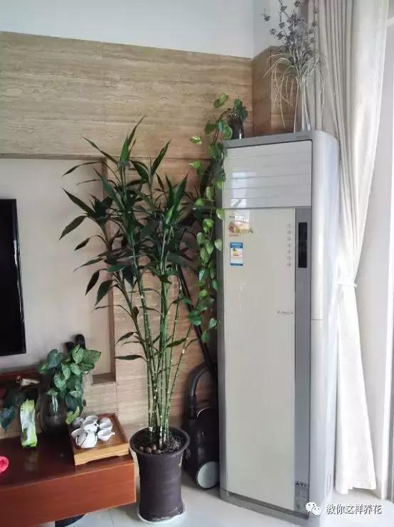 富贵竹节节高黄叶怎么办,节节高富贵竹枯萎黄叶