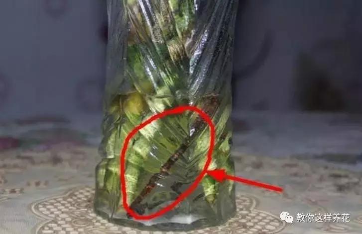 富贵竹节节高黄叶怎么办,节节高富贵竹枯萎黄叶