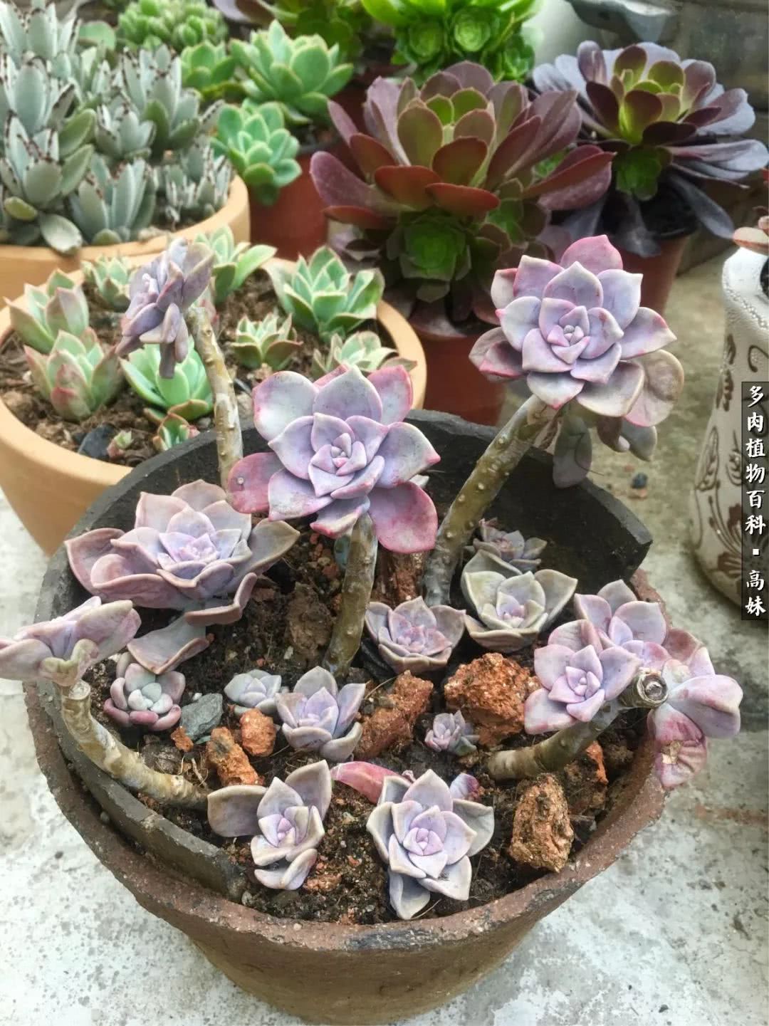 90张多肉图片——纪念入坑两周年！