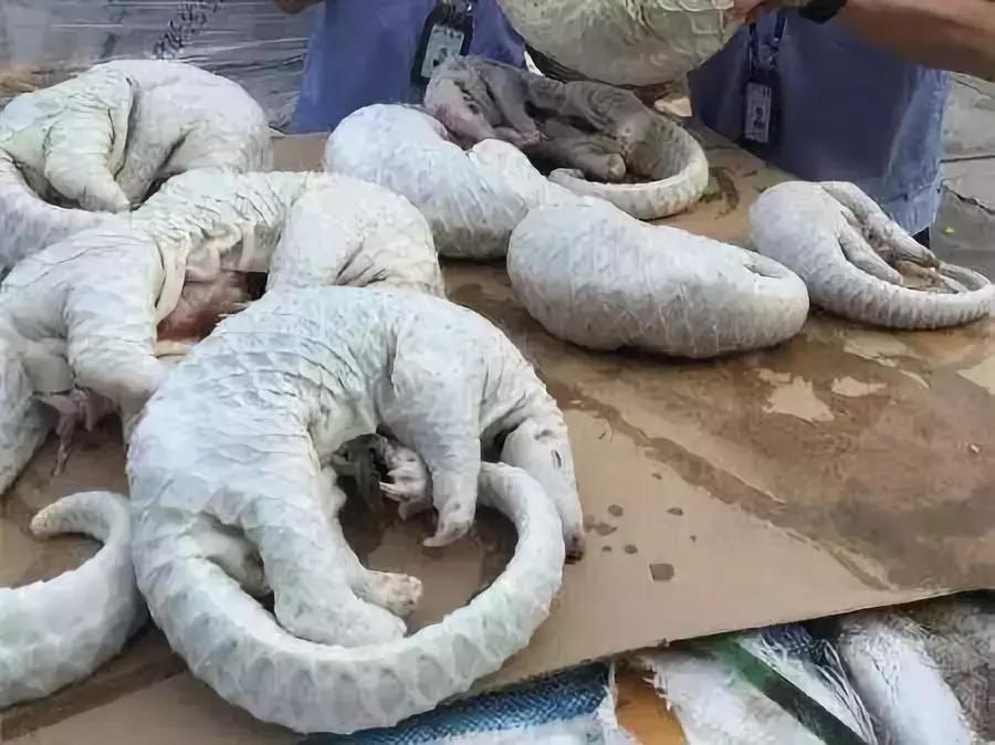 最可怕的代购骗局,揭露各种海外代购真相