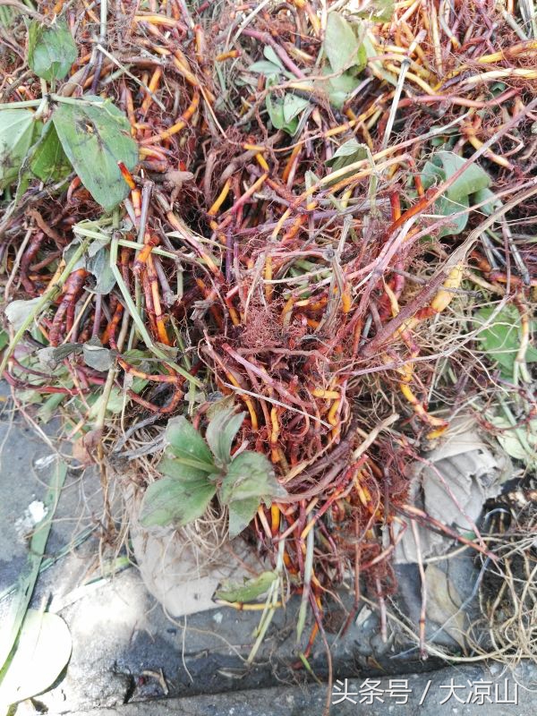 神奇的“黑根”,德昌端午节寻常百姓家药膳必备