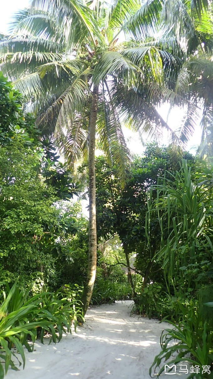 蜜月之都马尔代夫,蜜月旅行之马尔代夫