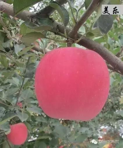 红富士葡萄品种介绍,红富士品种大全图片