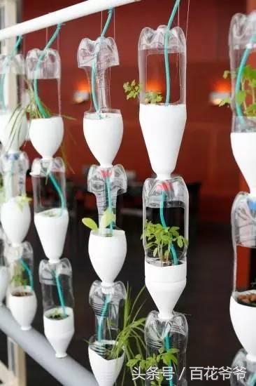 把瓶子变废为宝种花,玻璃瓶子变花盆怎么变废为宝