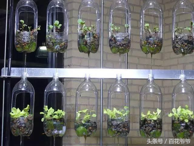 把瓶子变废为宝种花,玻璃瓶子变花盆怎么变废为宝
