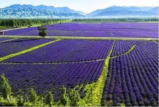 中国薰衣草庄园怎么样,薰衣草庄园到底怎么样