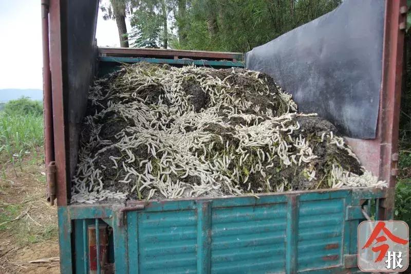 蚕宝宝不吐丝结茧,不吐丝直接结茧的蚕宝宝
