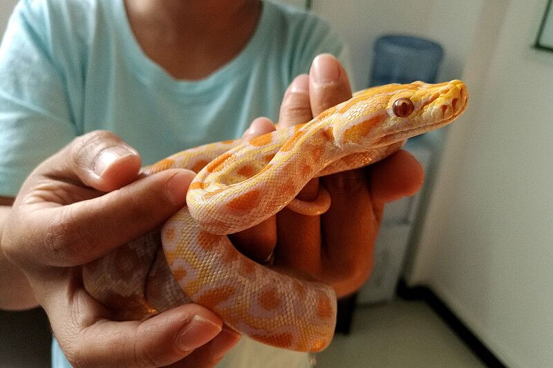 一旅客携带95条黄金蟒和巨蜥闯关*私走**4条珍贵动物最高可判无期