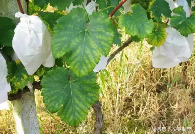 葡萄黄化枯叶怎么回事,葡萄叶尖枯叶是怎么回事