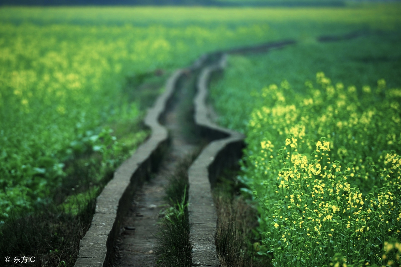 家乡的“铁锨头”和“黑汉腿”两种野菜，应该都是误称