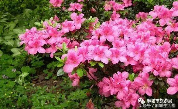 奇闻!文艺大咖在麻城找到梦里桃源,小山坳变艺术村