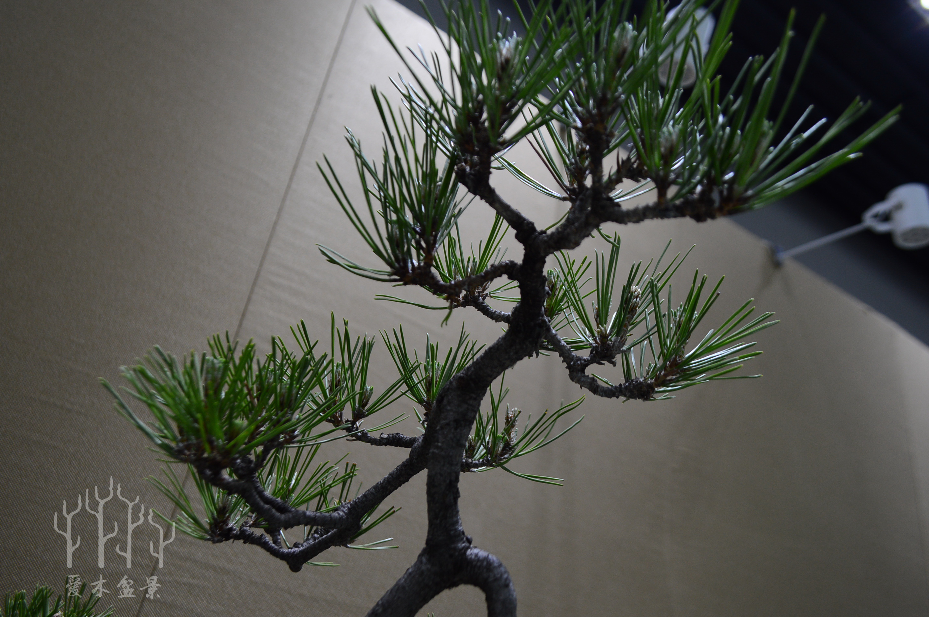 盆景大师张志刚简历,盆景大师张志刚所有作品欣赏