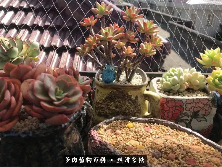 总结一下养多肉的夏天,好养活的多肉冬天和夏天