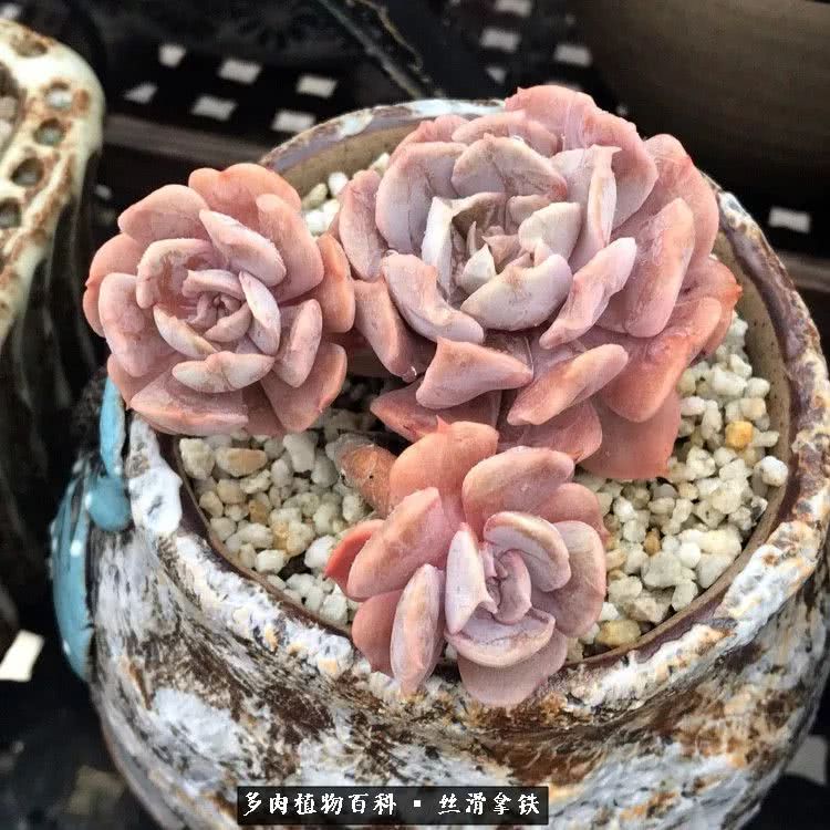 总结一下养多肉的夏天,好养活的多肉冬天和夏天