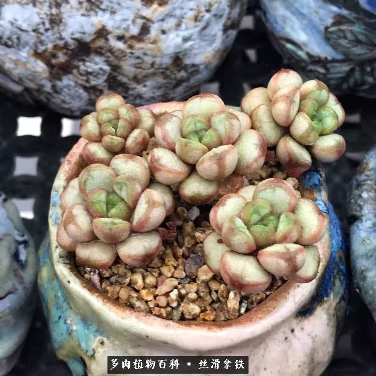 总结一下养多肉的夏天,好养活的多肉冬天和夏天