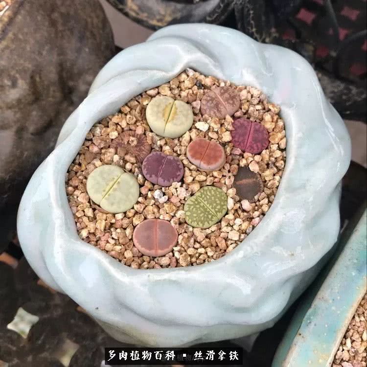 总结一下养多肉的夏天,好养活的多肉冬天和夏天