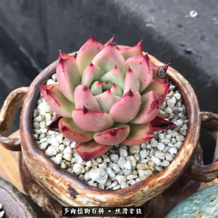 总结一下养多肉的夏天,好养活的多肉冬天和夏天