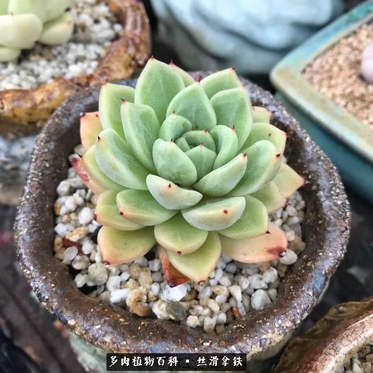 总结一下养多肉的夏天,好养活的多肉冬天和夏天