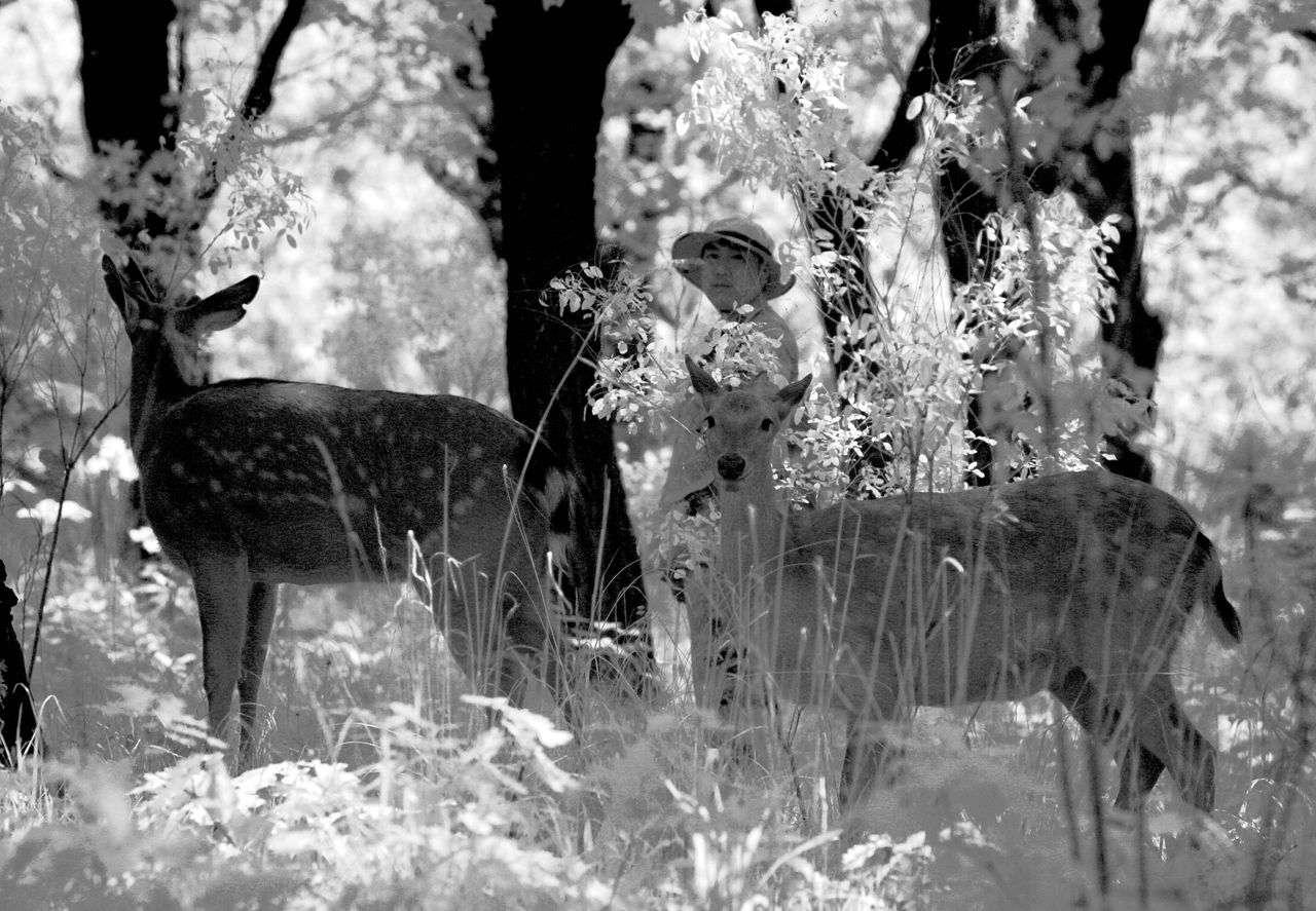东丰县梅花鹿视频,东丰县梅花鹿之乡