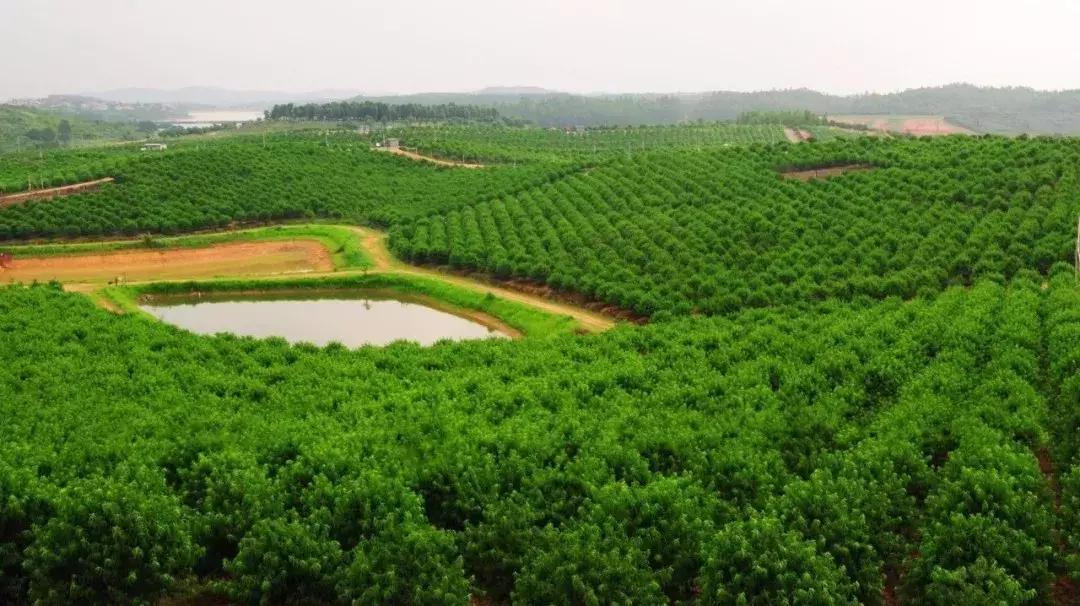 清甜爽脆的台湾甜桃已开采摘啦！30元任摘任吃！速度约起来！