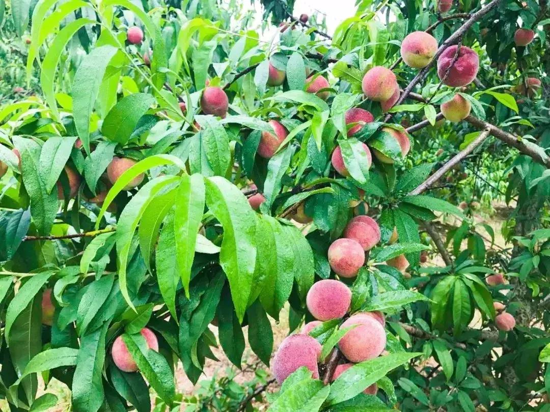 清甜爽脆的台湾甜桃已开采摘啦！30元任摘任吃！速度约起来！