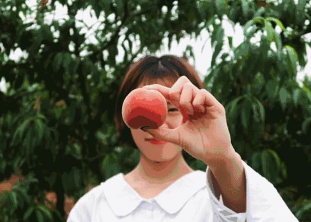 清甜爽脆的台湾甜桃已开采摘啦！30元任摘任吃！速度约起来！