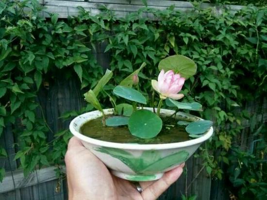 碗莲怎么开花开得多,怎样养碗莲的水不臭