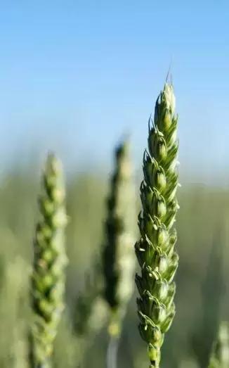 大理每个季节都很美,在大理每天都是那么的美好