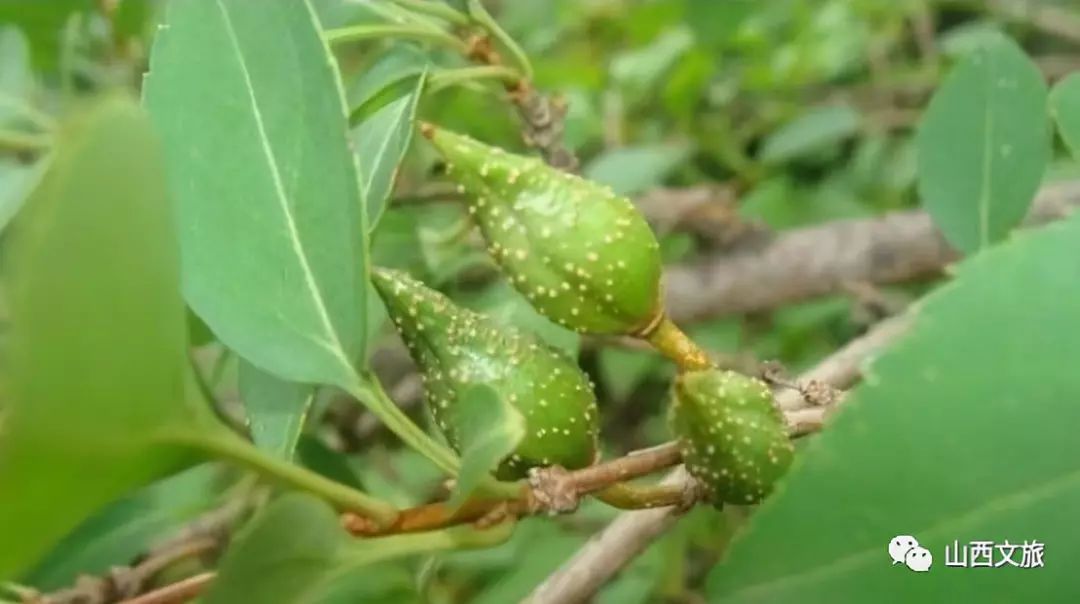 安泽县荀子文化园景区,临汾去安泽荀子文化园路好走吗