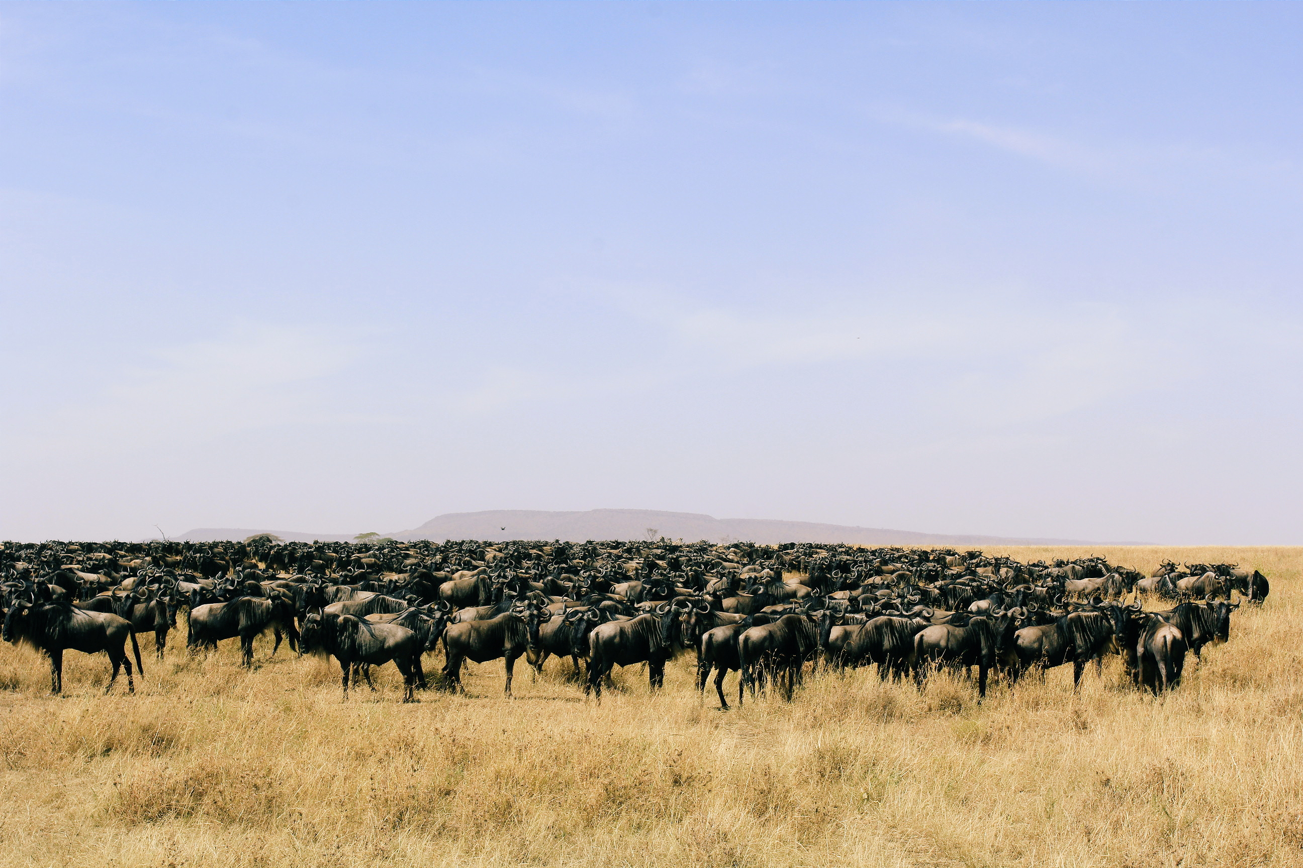 东非动物大迁徙央视,东非大草原动物大迁徙