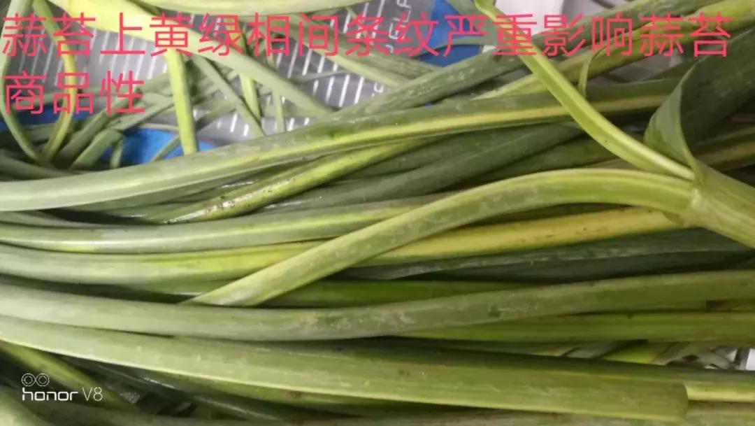 大蒜水可以治疗叶斑病吗,大蒜叶斑病用什么杀菌剂