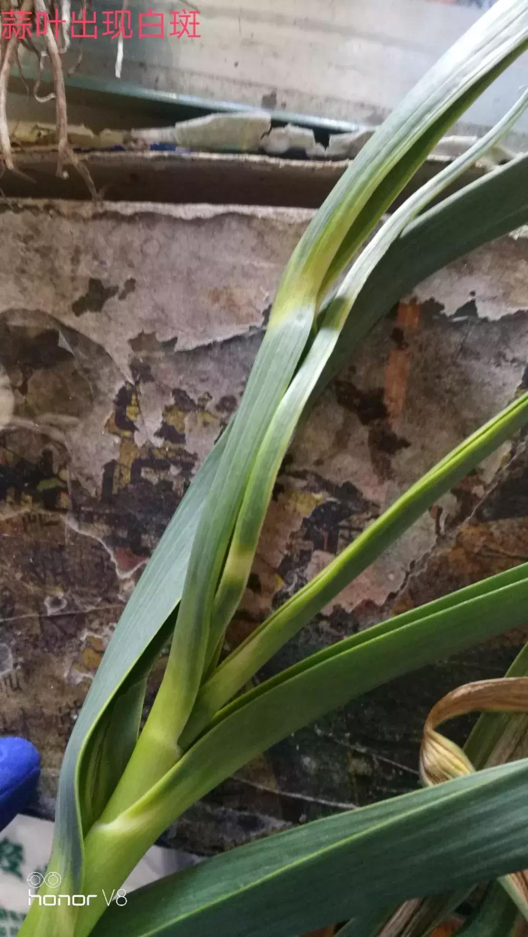 大蒜水可以治疗叶斑病吗,大蒜叶斑病用什么杀菌剂