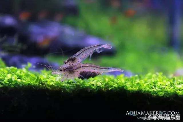 鱼缸丝藻用什么除藻液好用,鱼缸除藻剂用几天就除掉藻类