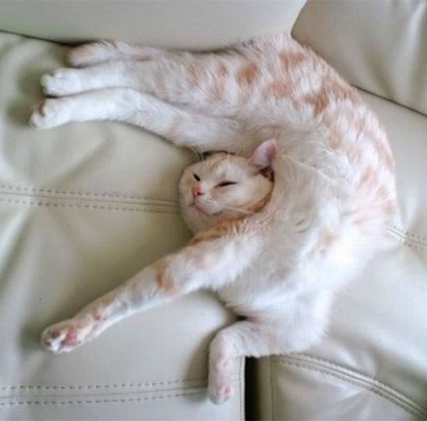 在喵星人眼里人类是怎么捕食的,在猫眼中主人是什么