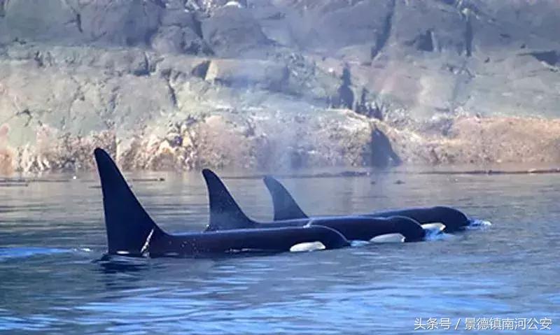 代购十大骗局揭秘图,真正的代购骗局