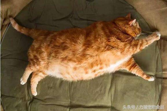 颜值爆表的8种中华田园猫,中华田园猫真的不比外国土猫好吗