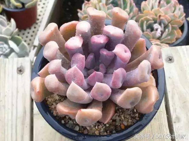 看看这些售价万元的多肉你认识几个