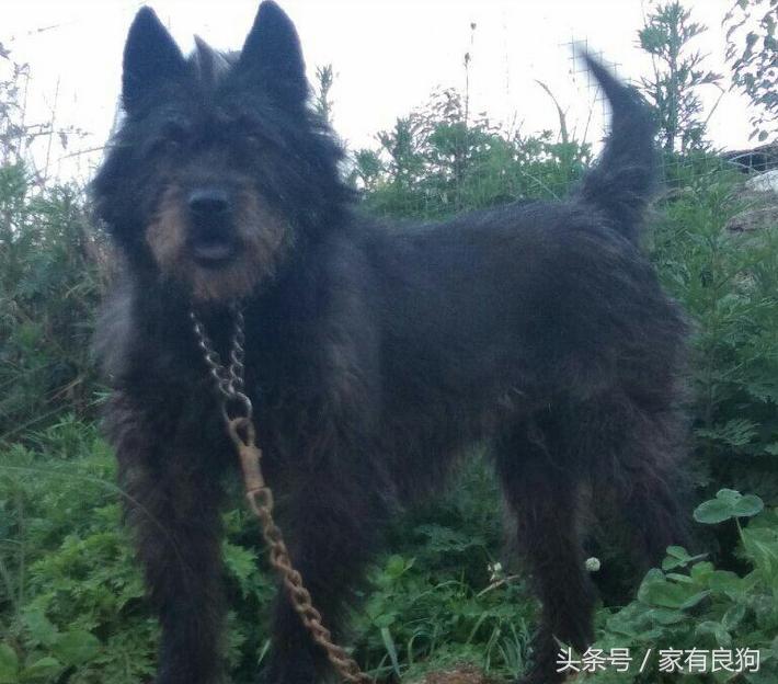 中国四大猎犬,中国最稀有的四种猎犬